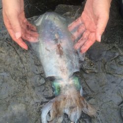 ３kg！気持ち良い引きを楽しみました♪